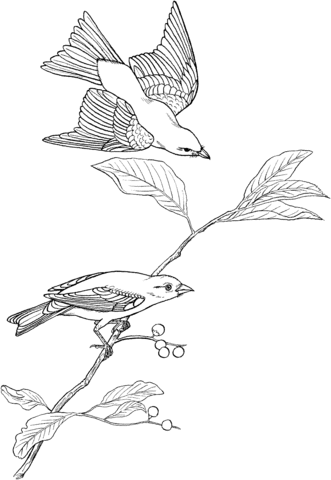 Scarlet Tanager Coloring Page